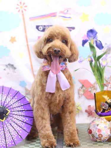 20240505テディくん